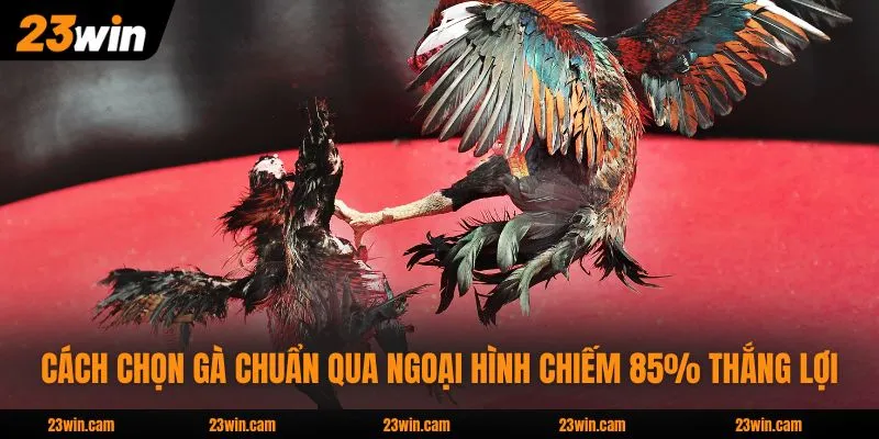 Cách Chọn Gà Chuẩn Qua Ngoại Hình Chiếm 85% Thắng Lợi 1 Cách Chọn Gà Chuẩn Qua Ngoại Hình Chiếm 85% Thắng Lợi