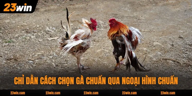 Cách Chọn Gà Chuẩn Qua Ngoại Hình Chiếm 85% Thắng Lợi 3 Chỉ dẫn cách chọn gà chuẩn qua ngoại hình chuẩn