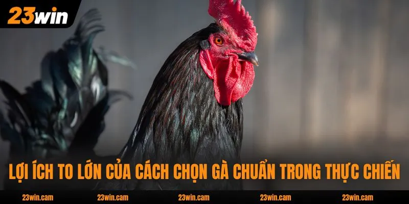 Cách Chọn Gà Chuẩn Qua Ngoại Hình Chiếm 85% Thắng Lợi 2 Lợi ích to lớn của cách chọn gà chuẩn trong thực chiến