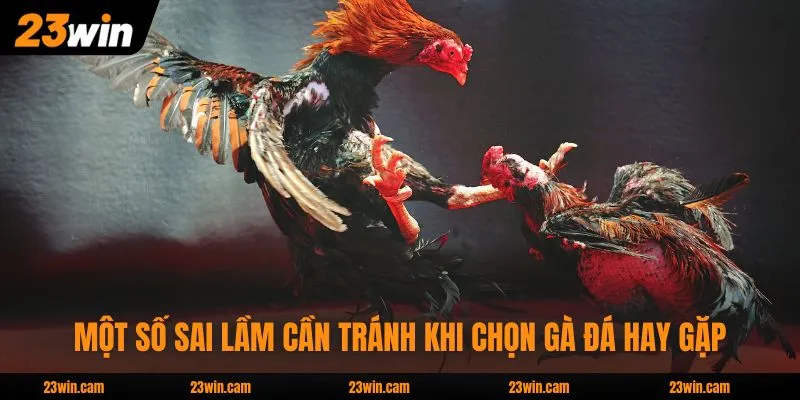 Cách Chọn Gà Chuẩn Qua Ngoại Hình Chiếm 85% Thắng Lợi 4 Một số sai lầm cần tránh khi chọn gà đá hay gặp